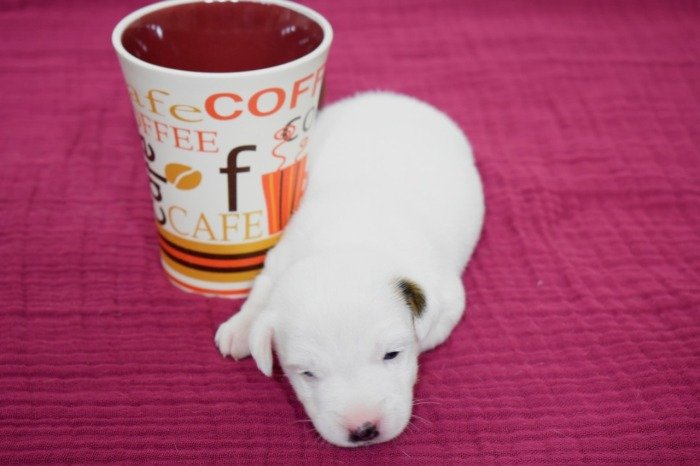 DogsIndia.com - Jack Russell Terrier - Ragos Kennel