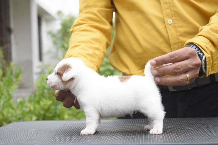 DogsIndia.com - Jack Russell Terrier - Ragos Kennel
