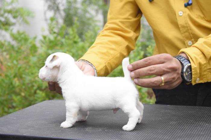DogsIndia.com - Jack Russell Terrier - Ragos Kennel