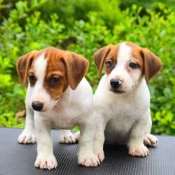 DogsIndia.com - Jack Russell Terrier - Ragos Kennel