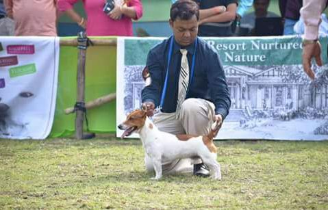 DogsIndia.com - Jack Russell Terrier - Shade's Russells