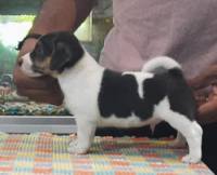 DogsIndia.com - Jack Russell Terrier - Tennison