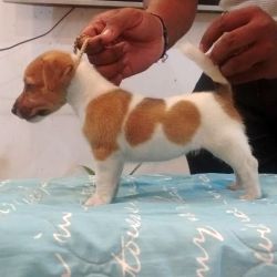 DogsIndia.com - Jack Russell Terrier - Tennison