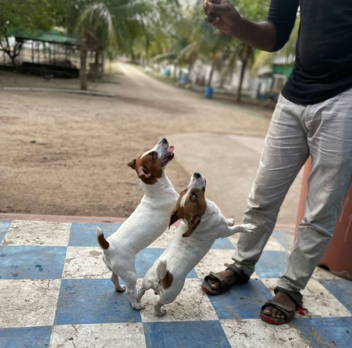 DogsIndia.com - Jack Russell Terrier - Vijay