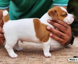 DogsIndia.com - Jack Russell Terrier - Vijay
