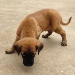 DogsIndia.com - Kombai - Combai - Jaya Prajash