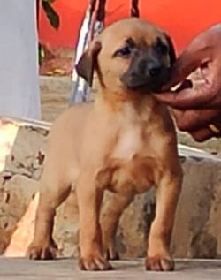 DogsIndia.com - Kombai - Prasanna
