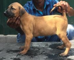 DogsIndia.com - Kombai - Tazi Kennels