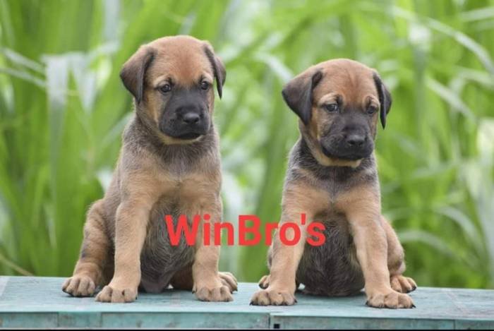 DogsIndia.com - Kombai - WinBro's Kennel