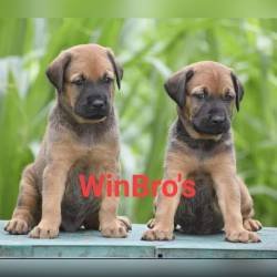 DogsIndia.com - Kombai - WinBro's Kennel
