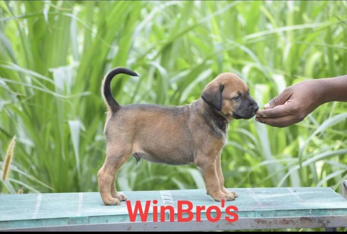 DogsIndia.com - Kombai - WinBro's Kennel