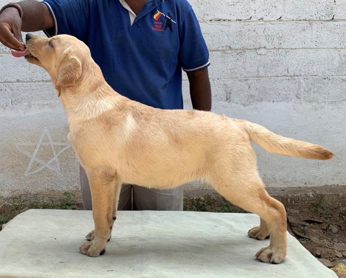 DogsIndia.com - Labrador Retriever - Aishu Kennels