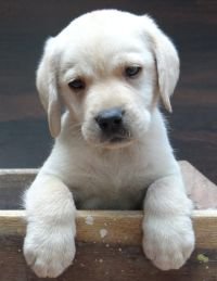 DogsIndia.com - Labrador Retriever - Aishu Kennels