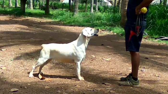 DogsIndia.com - Labrador Retriever - Amith Walton - Marathon Riders