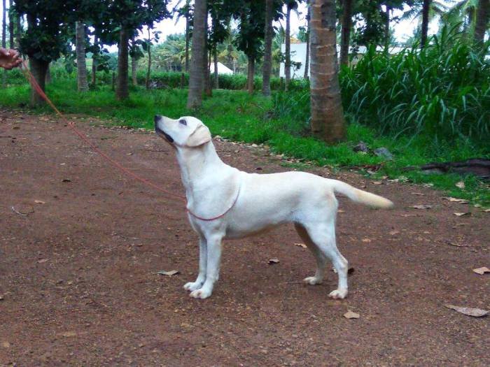 DogsIndia.com - Labrador Retriever - Amith Walton - Marathon Riders