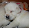 DogsIndia.com - Labrador Retriever - Amith Walton - Marathon Riders