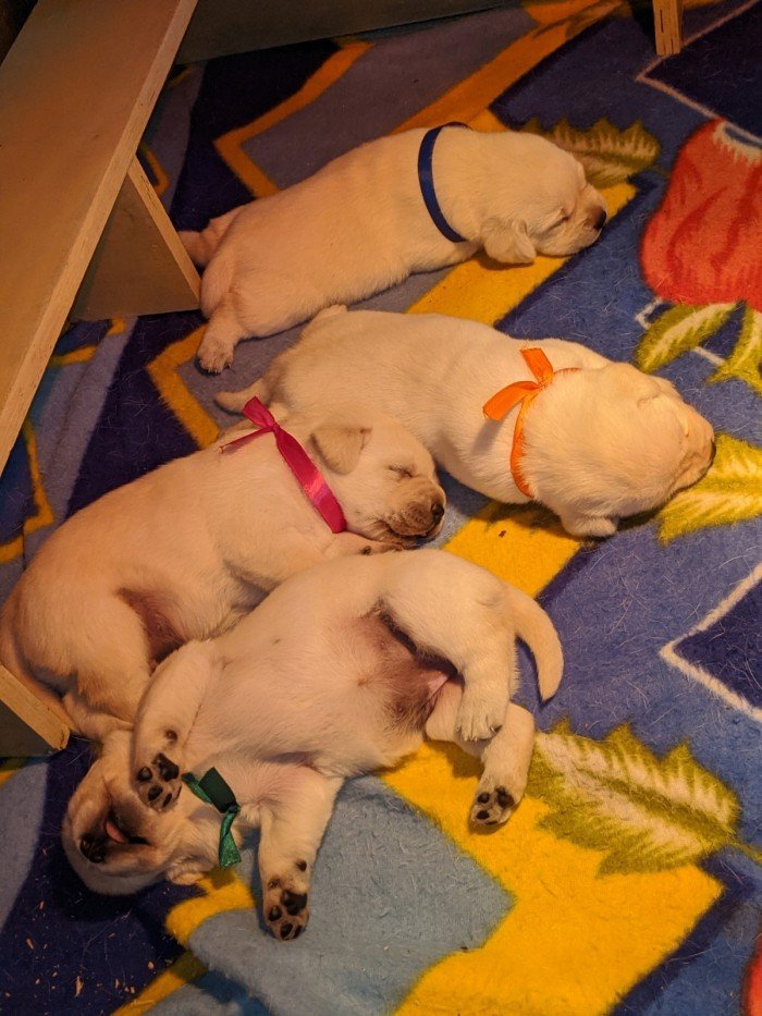 DogsIndia.com - Labrador Retriever - Amith Walton - Marathon Riders