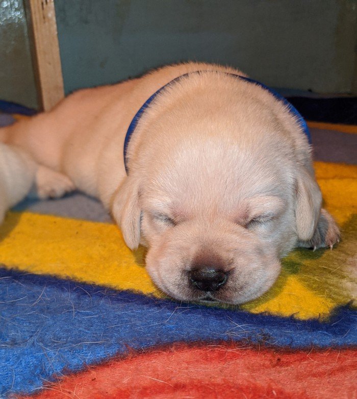 DogsIndia.com - Labrador Retriever - Amith Walton - Marathon Riders