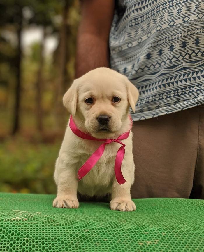 DogsIndia.com - Labrador Retriever - Amith Walton - Marathon Riders