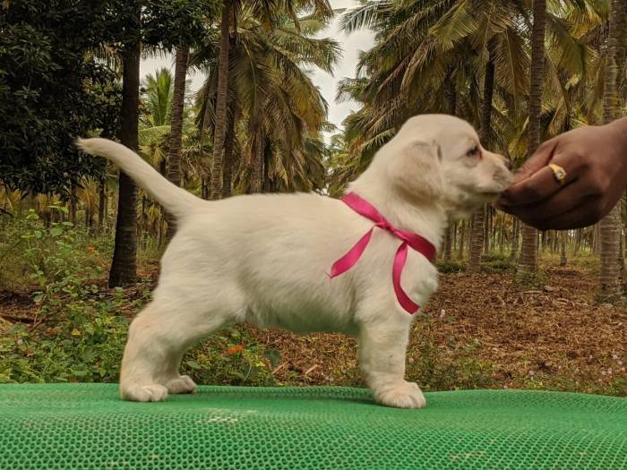 DogsIndia.com - Labrador Retriever - Amith Walton - Marathon Riders