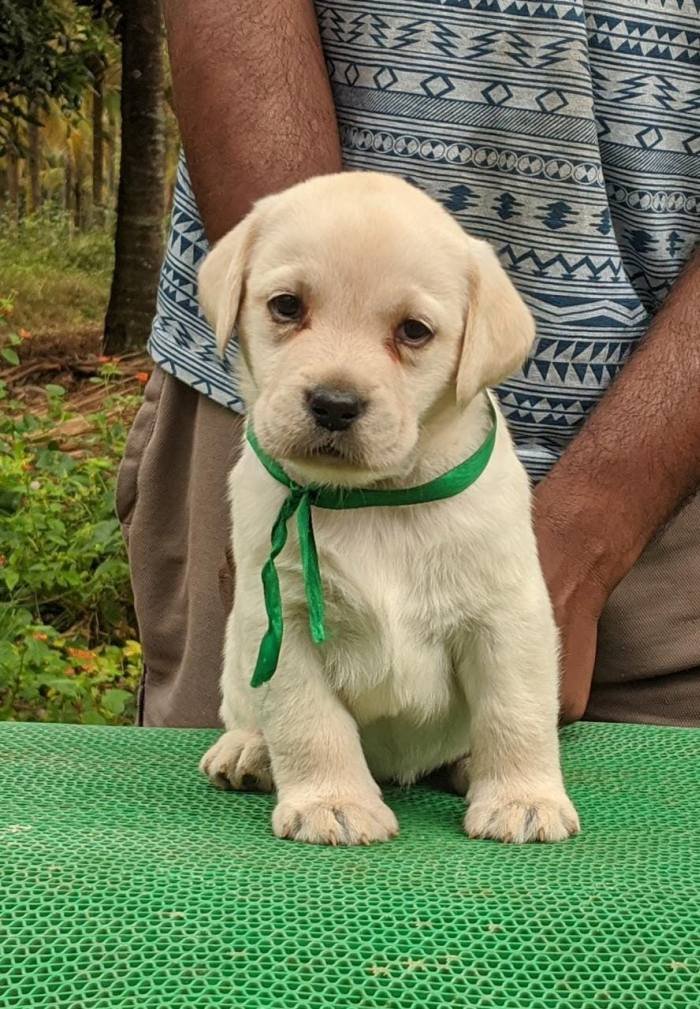 DogsIndia.com - Labrador Retriever - Amith Walton - Marathon Riders