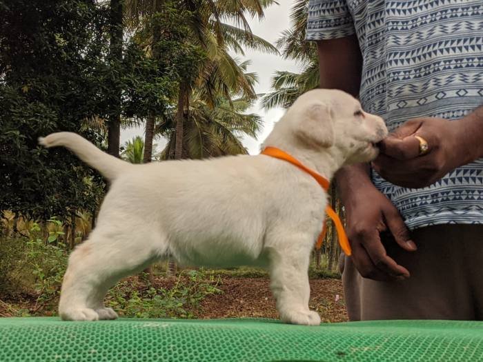 DogsIndia.com - Labrador Retriever - Amith Walton - Marathon Riders