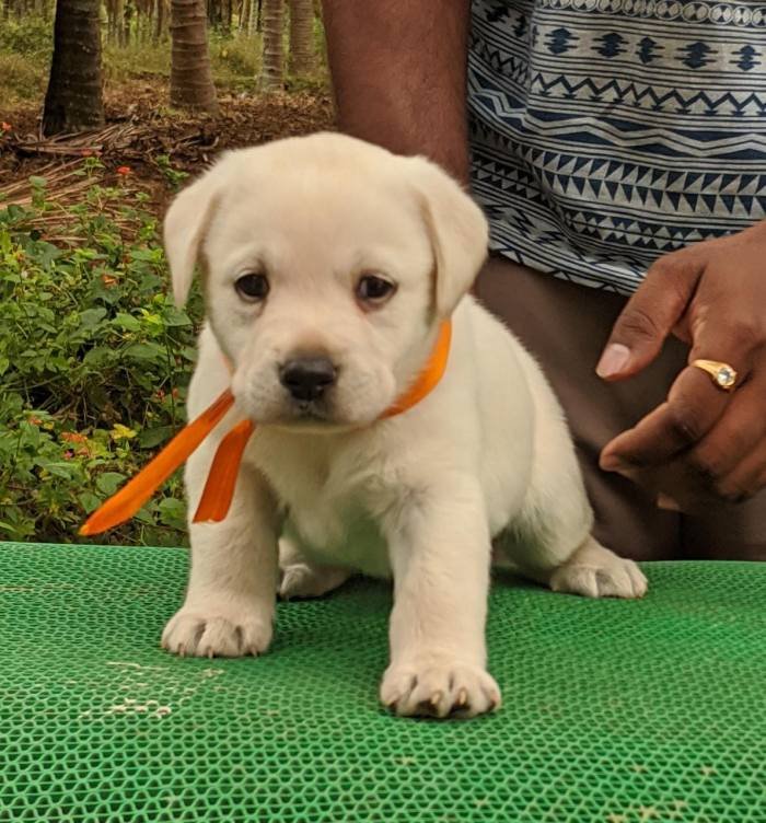 DogsIndia.com - Labrador Retriever - Amith Walton - Marathon Riders