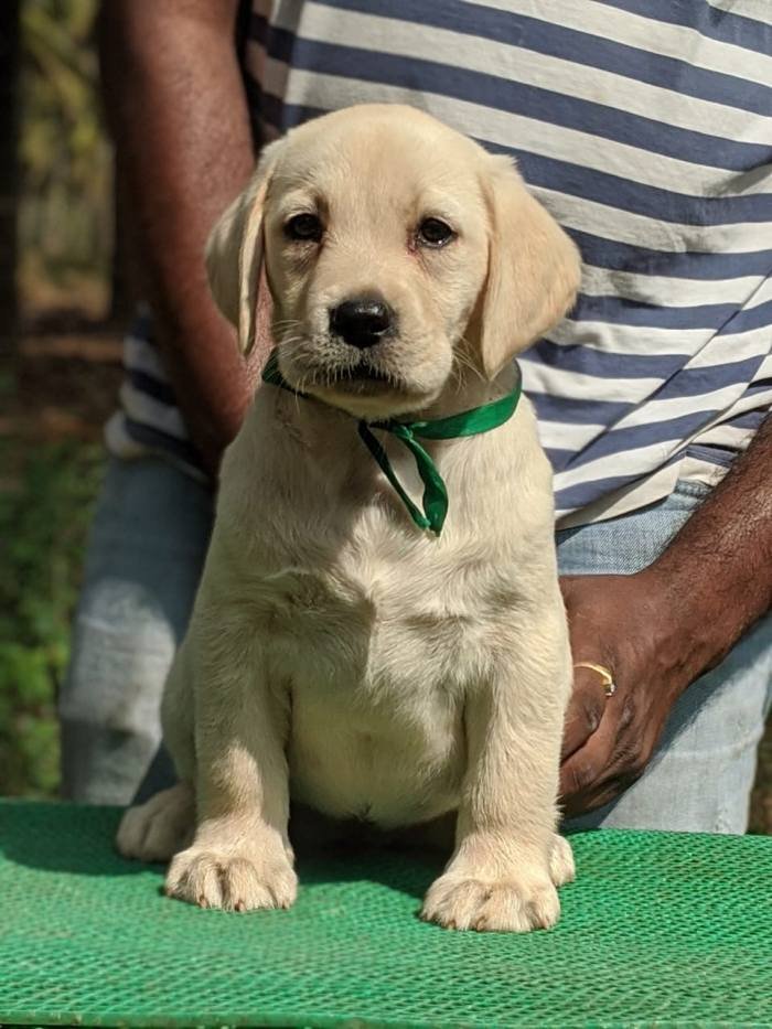 DogsIndia.com - Labrador Retriever - Amith Walton - Marathon Riders