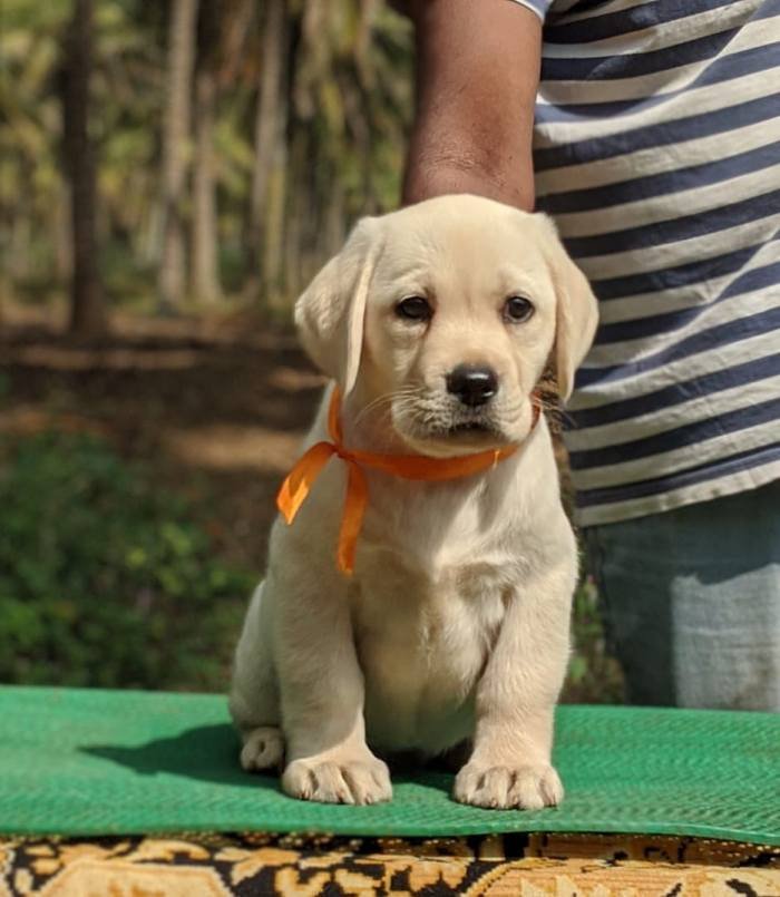 DogsIndia.com - Labrador Retriever - Amith Walton - Marathon Riders