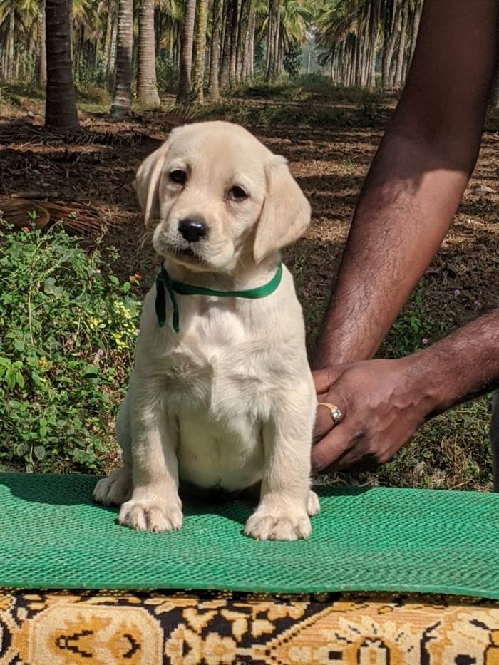 DogsIndia.com - Labrador Retriever - Amith Walton - Marathon Riders