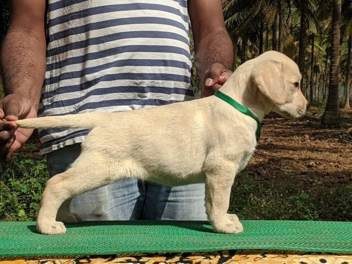 DogsIndia.com - Labrador Retriever - Amith Walton - Marathon Riders