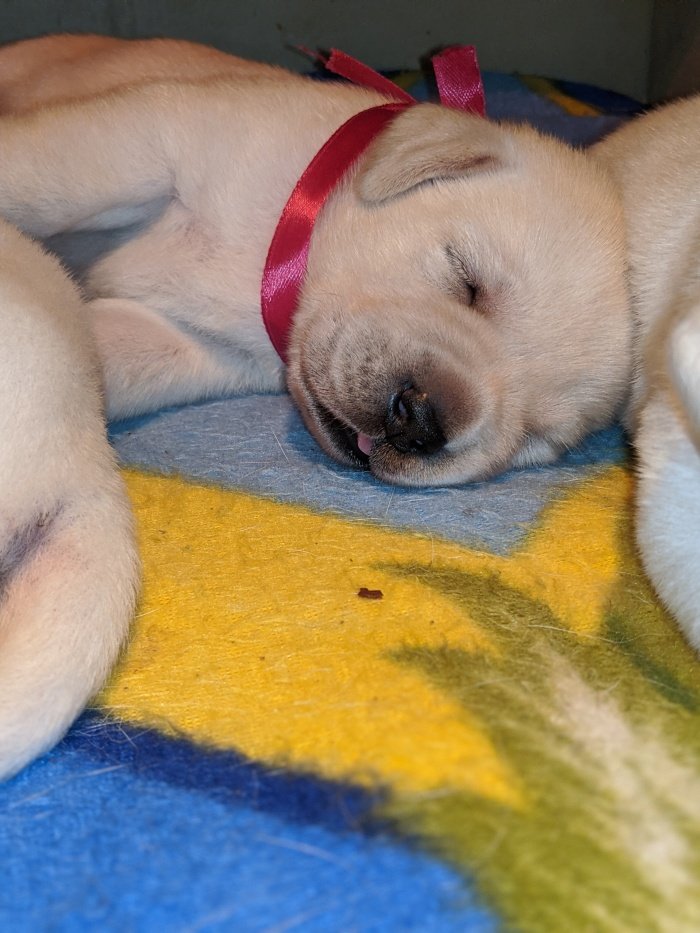 DogsIndia.com - Labrador Retriever - Amith Walton - Marathon Riders