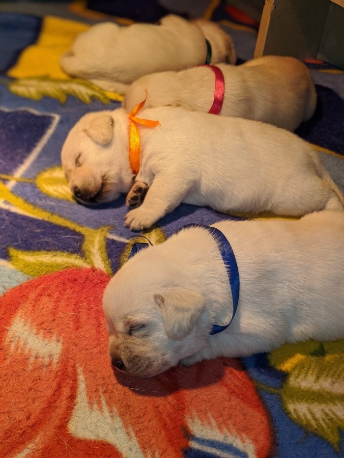 DogsIndia.com - Labrador Retriever - Amith Walton - Marathon Riders