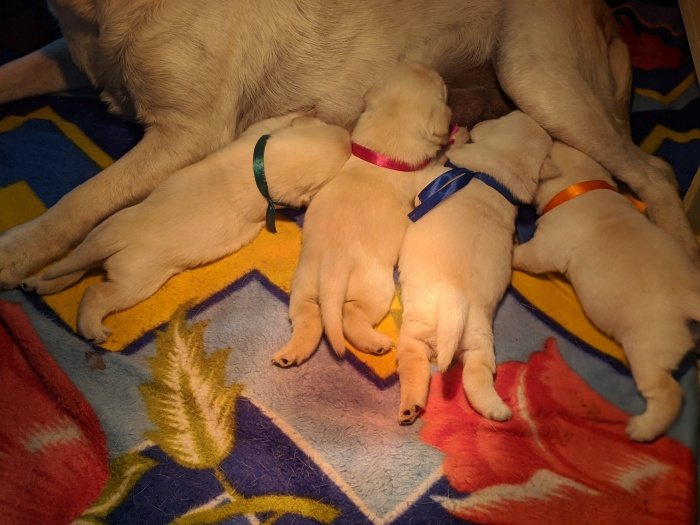 DogsIndia.com - Labrador Retriever - Amith Walton - Marathon Riders