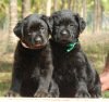 DogsIndia.com - Labrador Retriever - Amith Walton - Marathon Riders