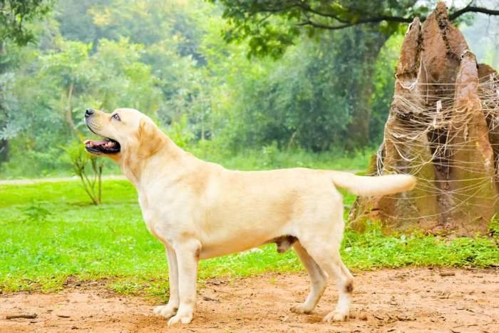 DogsIndia.com - Labrador Retriever - Amith Walton - Marathon Riders