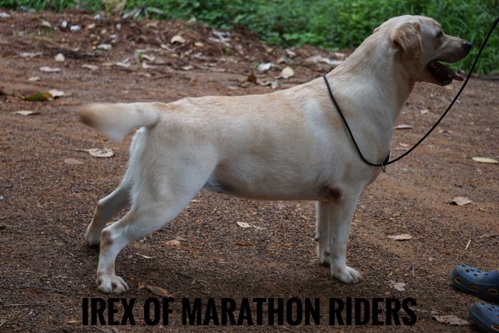 DogsIndia.com - Labrador Retriever  Amith Walton  Marathon Riders
