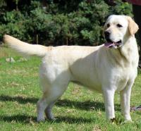 DogsIndia.com - Labrador Retriever - Apple Kennel
