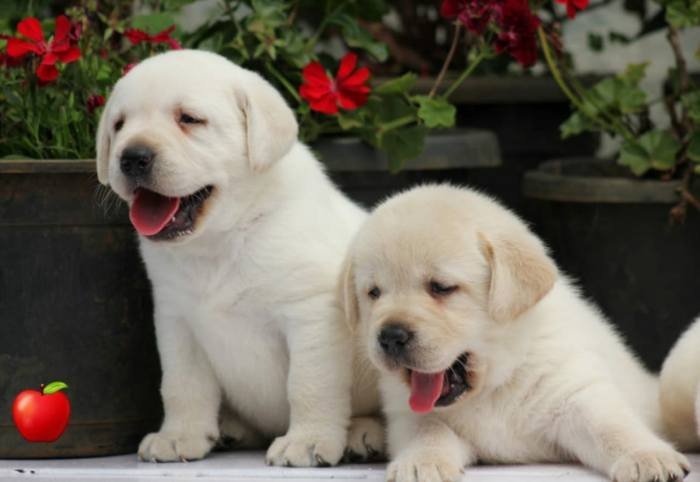 DogsIndia.com - Labrador Retriever - Apple Kennel