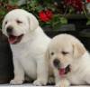 DogsIndia.com - Labrador Retriever - Apple Kennel