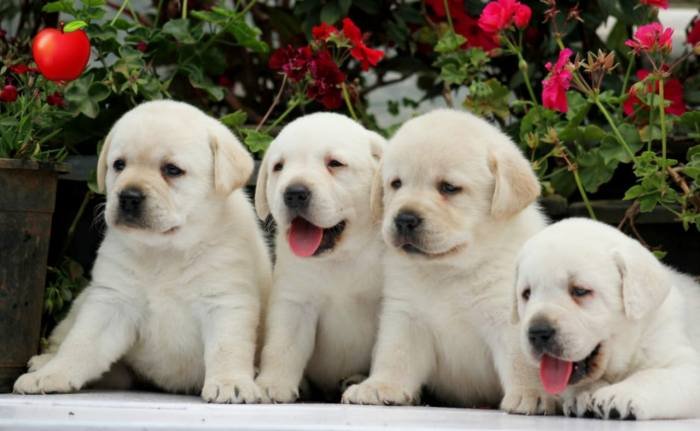 DogsIndia.com - Labrador Retriever - Apple Kennel