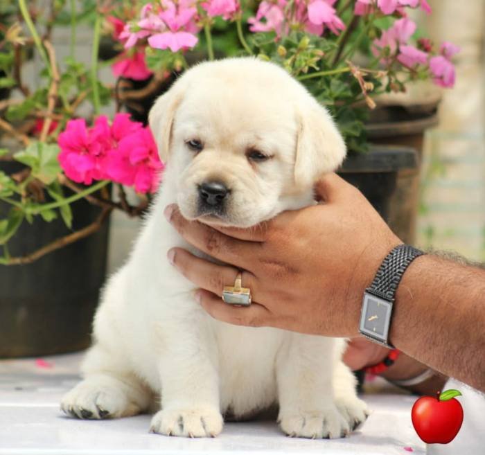 DogsIndia.com - Labrador Retriever - Apple Kennel