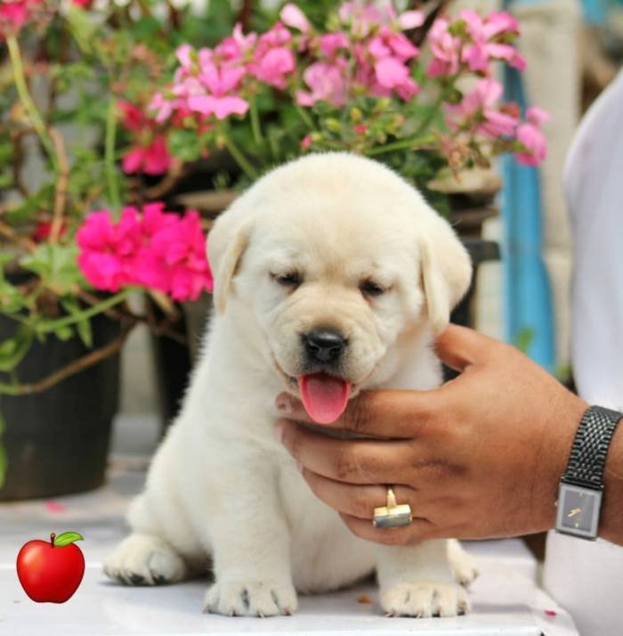 DogsIndia.com - Labrador Retriever - Apple Kennel