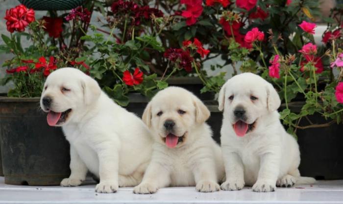 DogsIndia.com - Labrador Retriever - Apple Kennel