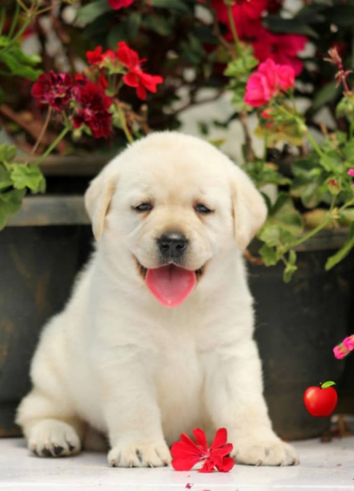 DogsIndia.com - Labrador Retriever - Apple Kennel