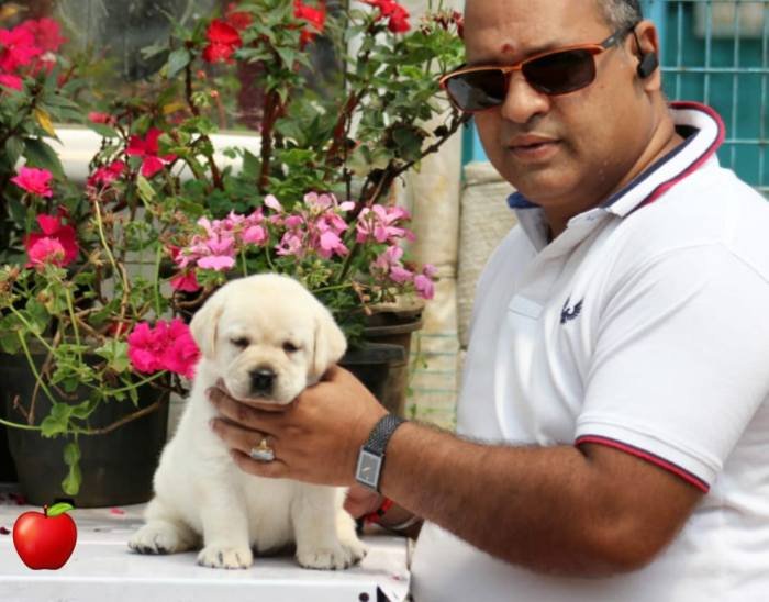 DogsIndia.com - Labrador Retriever - Apple Kennel