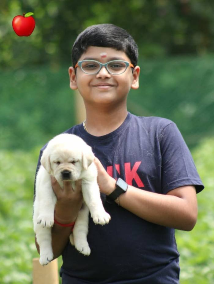 DogsIndia.com - Labrador Retriever - Apple Kennel