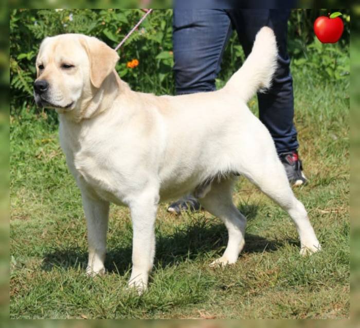 DogsIndia.com - Labrador Retriever - Apple Kennel