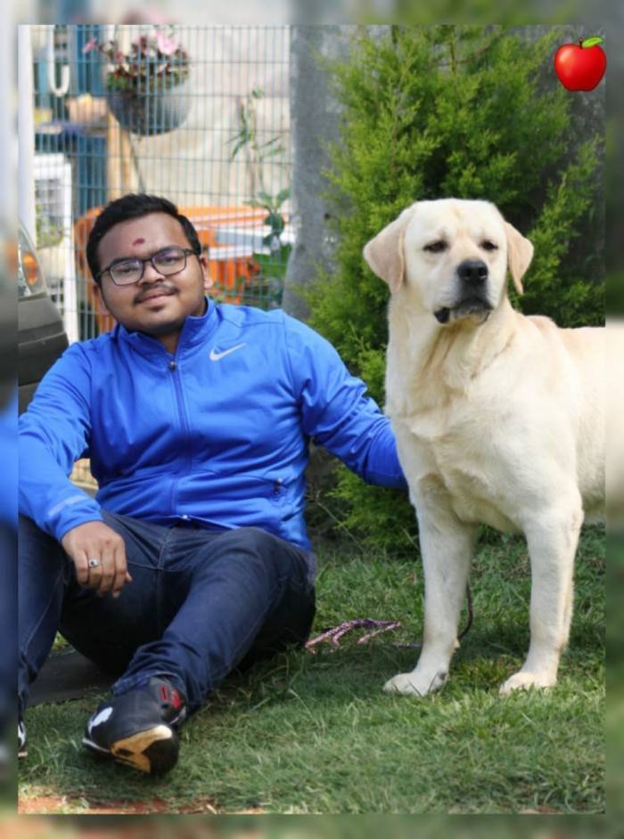 DogsIndia.com - Labrador Retriever - Apple Kennel