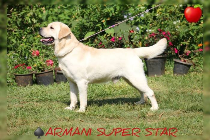 DogsIndia.com - Labrador Retriever - Apple Kennel